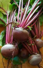 Beetroot Med