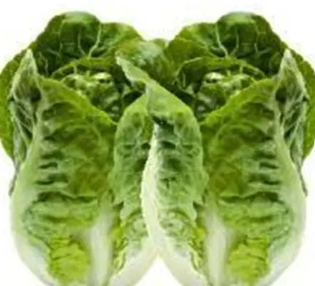 Lettuce COS TWIN