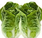 Lettuce COS TWIN