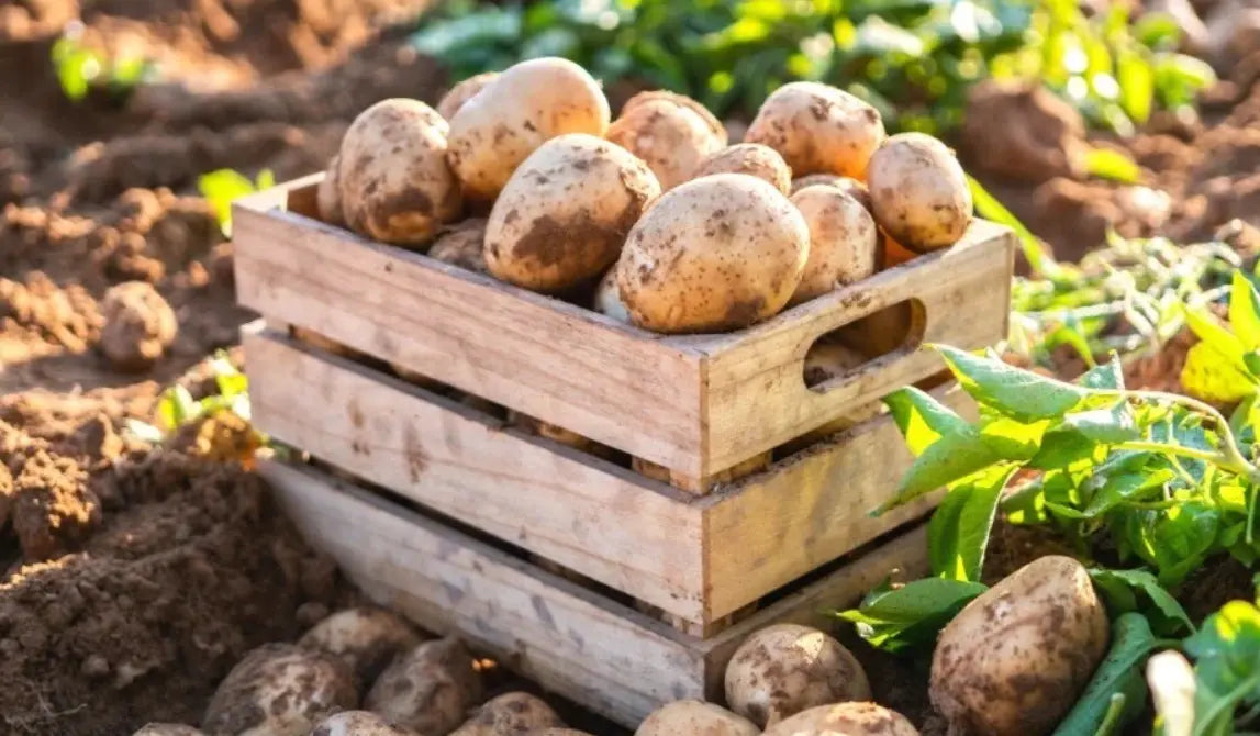 Potatoes - Brush