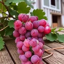 Red Grapes