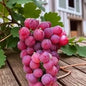 Red Grapes