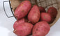 Red Sweet Potato